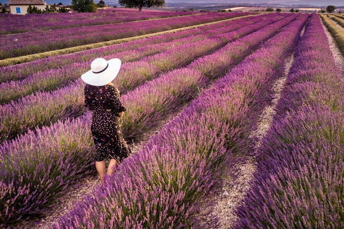 Femme en robe noire et chapeau blanc marchant au milieu d’un champ de lavande en fleurs près de Valensole au coucher du soleil
